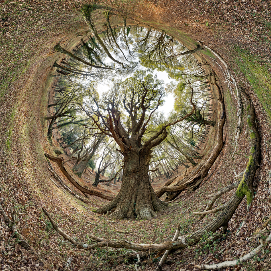 Matley Wood 1