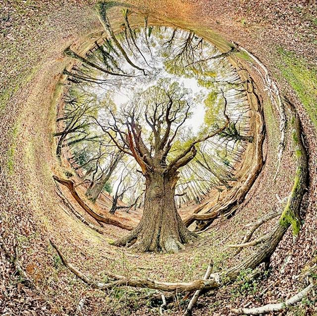 Matley Wood 1