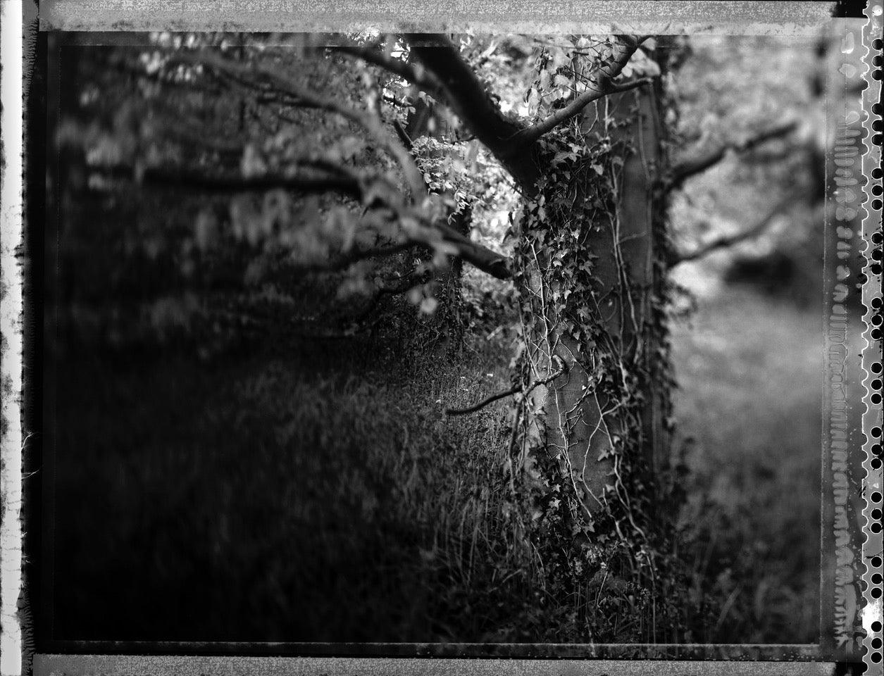 South Baddesley Ivy