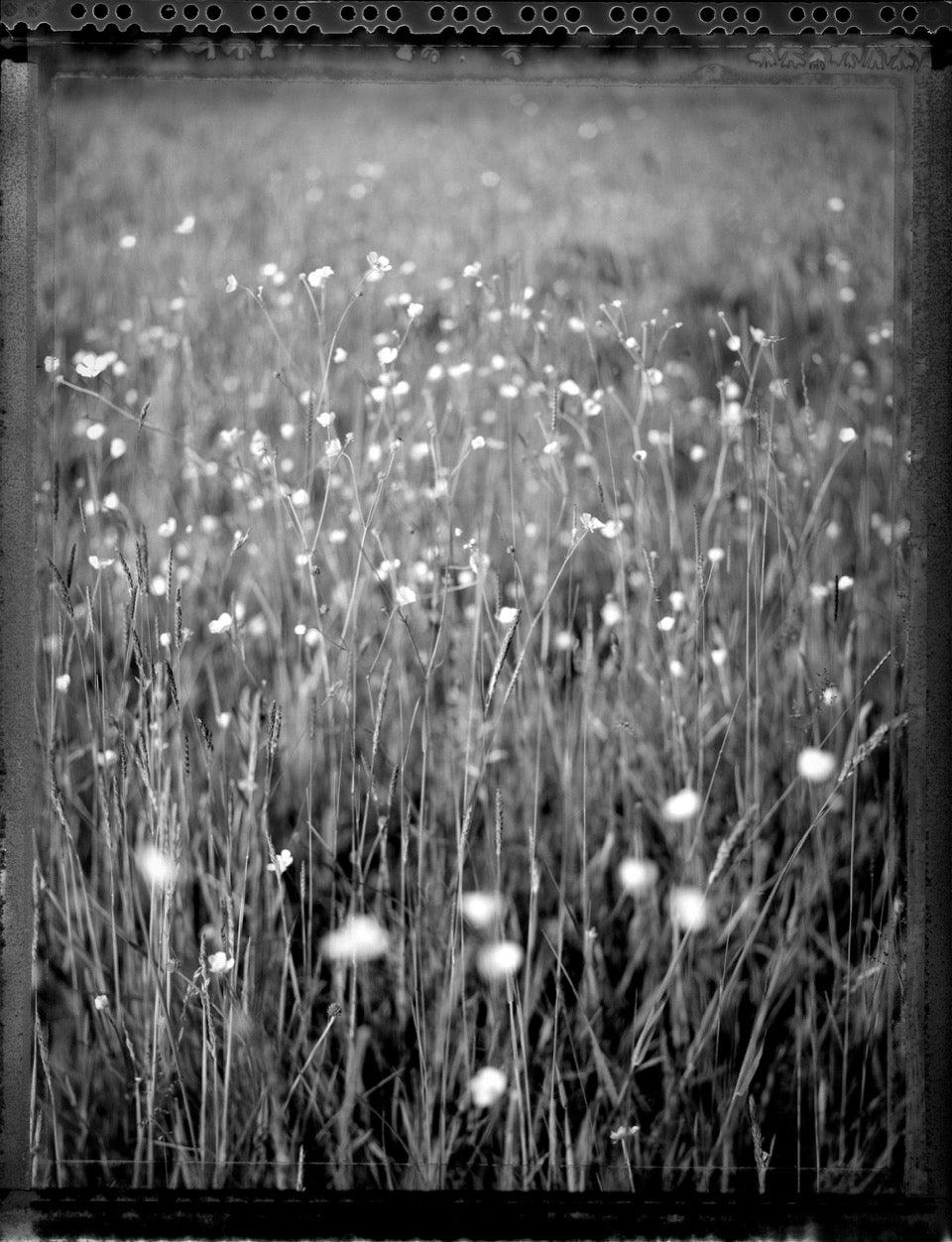 Meadow
