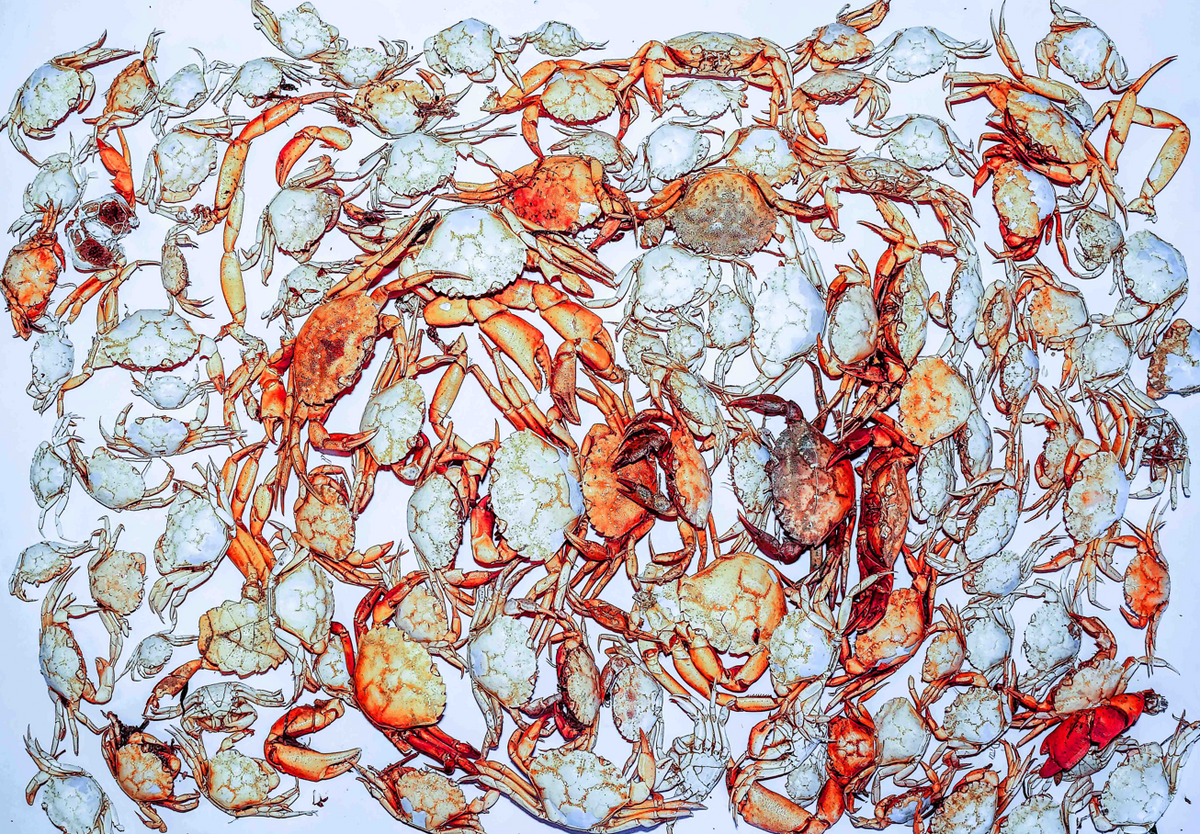 Red Crabs