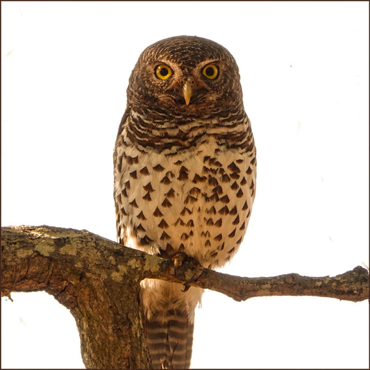 African Barred Owlet