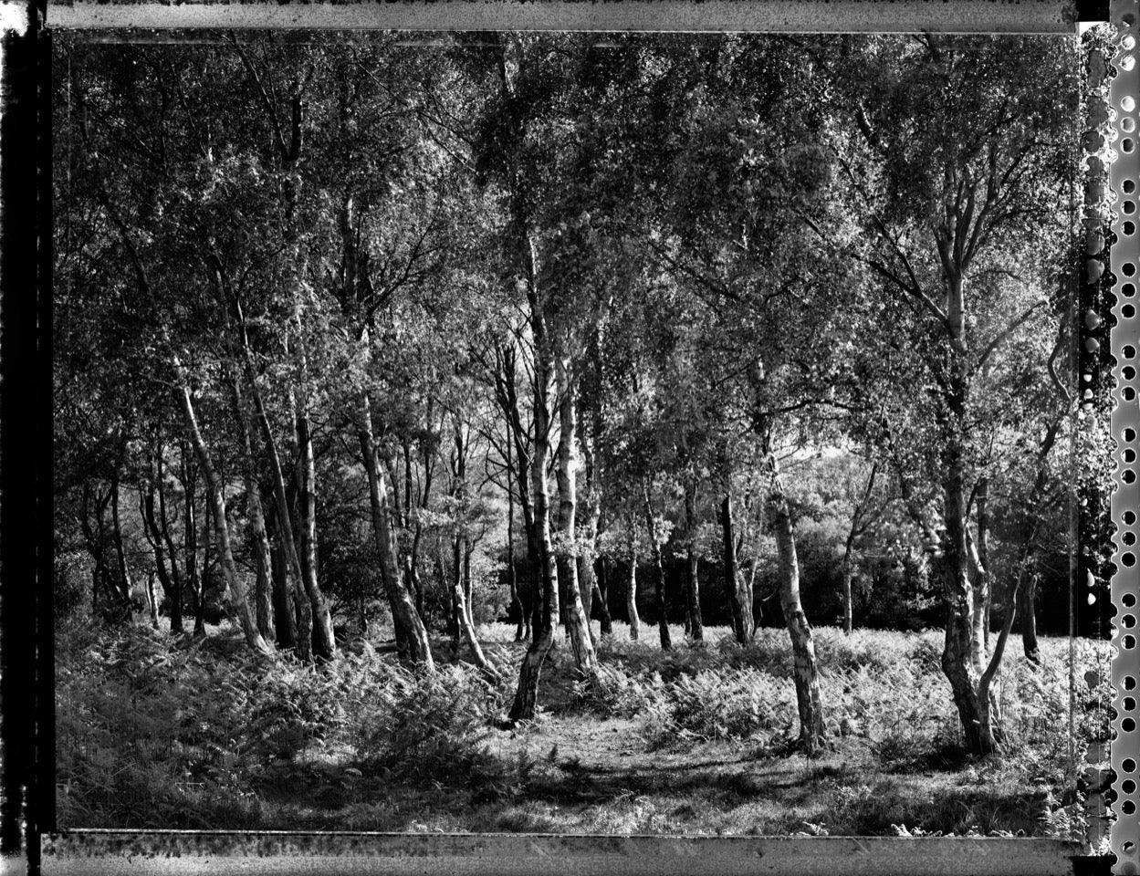 Forest Trees