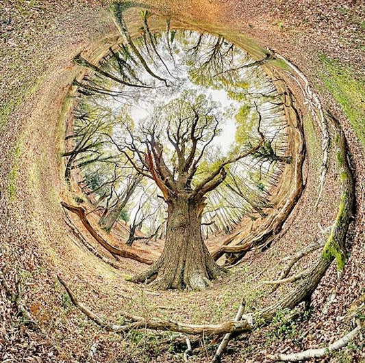 Matley Wood 1