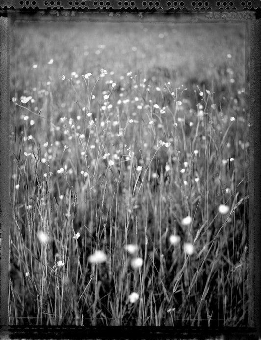 Meadow