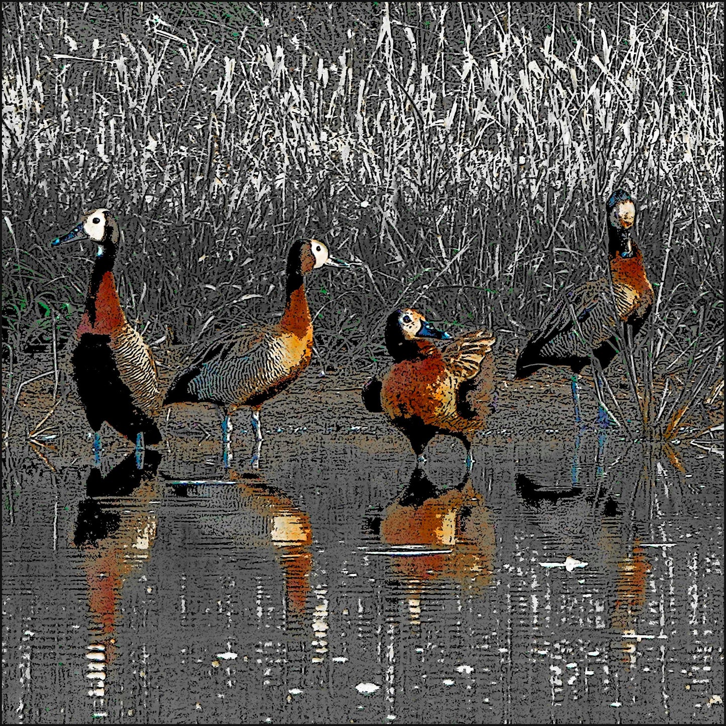 White Faced Ducks