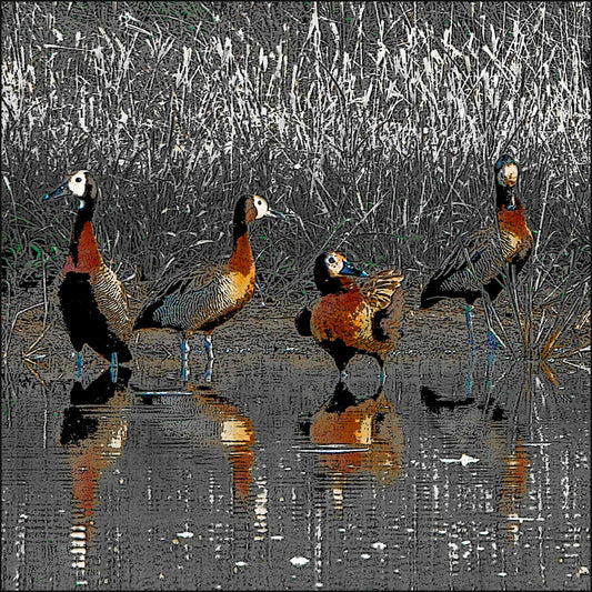 White Faced Ducks