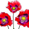 Nick de Rothschild - Giclee Print - poppies3pal